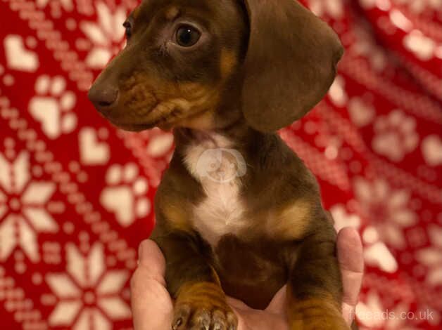 Gorgeous chocolate and tan Dachshund Bitch puppy ready now mini small for sale in Swansea/Abertawe, Swansea - Image 4