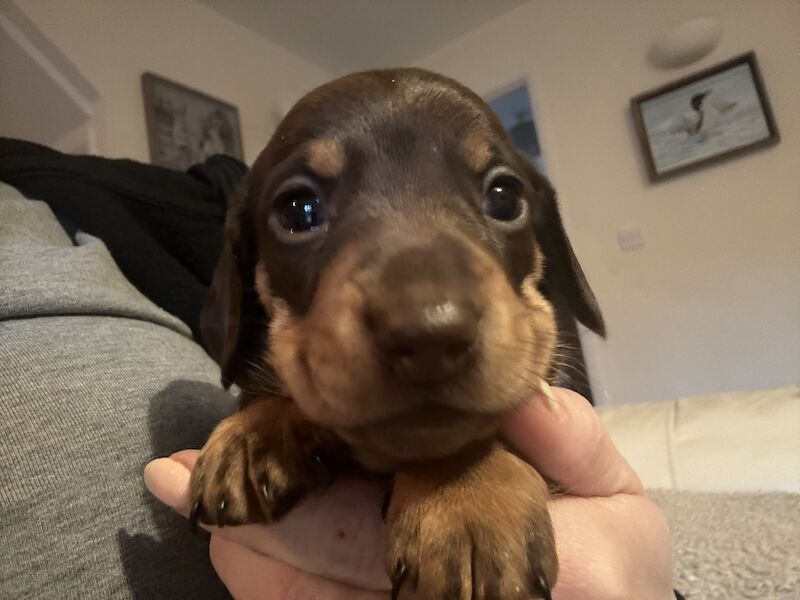 Reduced *One boy left * chocolate miniature dachshund puppies for sale in Faringdon, Oxfordshire - Image 3