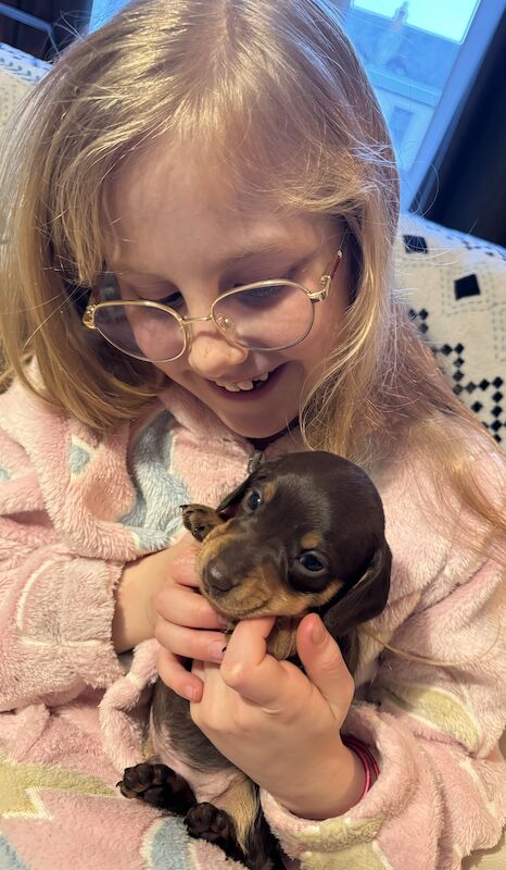 Reduced *One boy left * chocolate miniature dachshund puppies for sale in Faringdon, Oxfordshire - Image 14