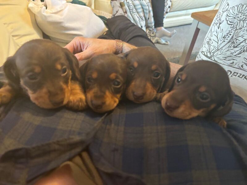 Reduced *One boy left * chocolate miniature dachshund puppies for sale in Faringdon, Oxfordshire - Image 2