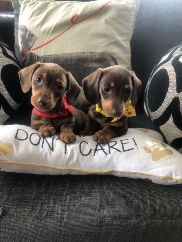 Gorgeous dachshund boys for sale in Llandysul, Ceredigion - Image 5