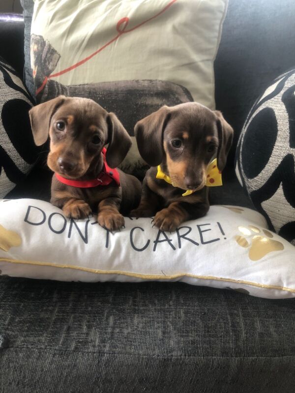 Gorgeous dachshund boys for sale in Llandysul, Ceredigion - Image 6