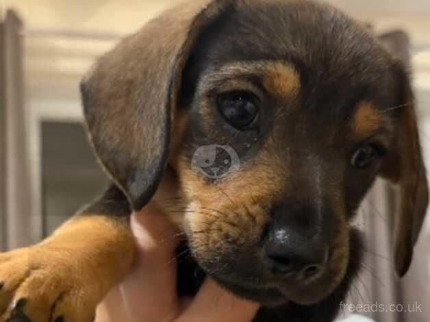 Gorgeous dachshunds for sale in Ottery St. Mary, Devon