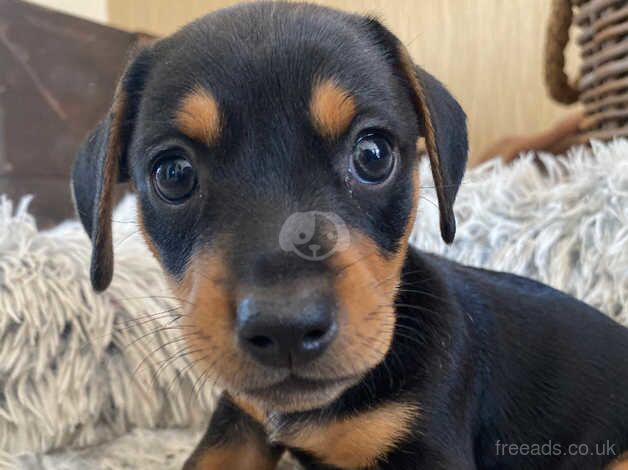 Gorgeous dachshunds for sale in Ottery St. Mary, Devon - Image 4