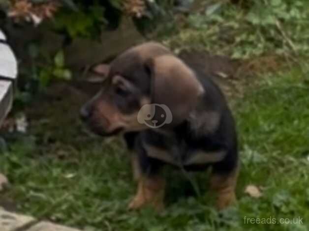 Gorgeous dachshunds for sale in Ottery St. Mary, Devon - Image 5