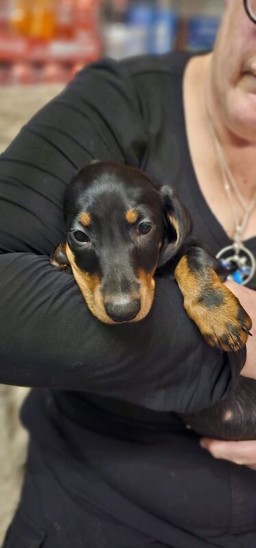 Gorgeous dashund pups for sale in Basildon, Essex