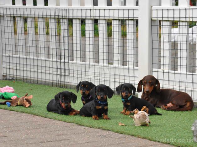 Gorgeous KC Reg Mini Smooth Dachshunds Pups for sale in Aberystwyth, Ceredigion