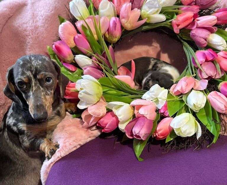 GORGEOUS KC REGISTERED MINIATURE DACHSHUND 🤩🤩🐶🐶 for sale in Romford, Greater London