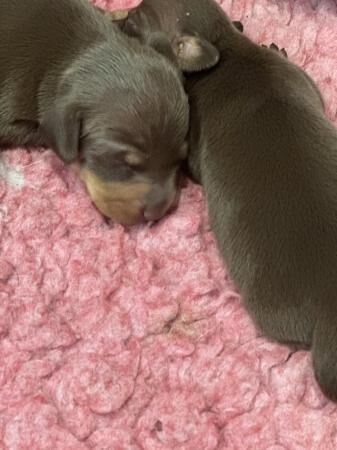 GORGEOUS KC REGISTERED MINIATURE DACHSHUND GIRLS for sale in Castle Donington, Leicestershire - Image 1