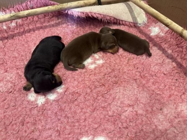 GORGEOUS KC REGISTERED MINIATURE DACHSHUND GIRLS for sale in Castle Donington, Leicestershire - Image 2