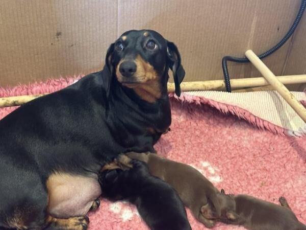 GORGEOUS KC REGISTERED MINIATURE DACHSHUND GIRLS for sale in Castle Donington, Leicestershire - Image 3