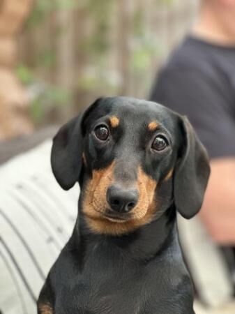 GORGEOUS KC REGISTERED MINIATURE DACHSHUND GIRLS for sale in Castle Donington, Leicestershire - Image 4