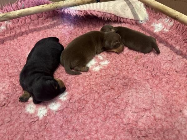 GORGEOUS KC REGISTERED MINIATURE DACHSHUND GIRLS for sale in Castle Donington, Leicestershire - Image 5