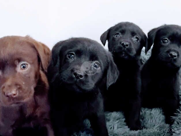 Gorgeous Labrador puppies for sale in Maybole, South Ayrshire