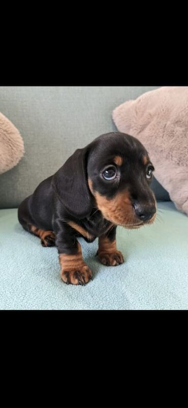 Gorgeous Miniature dachshund pups. KC registered for sale in Cowbridge, Somerset