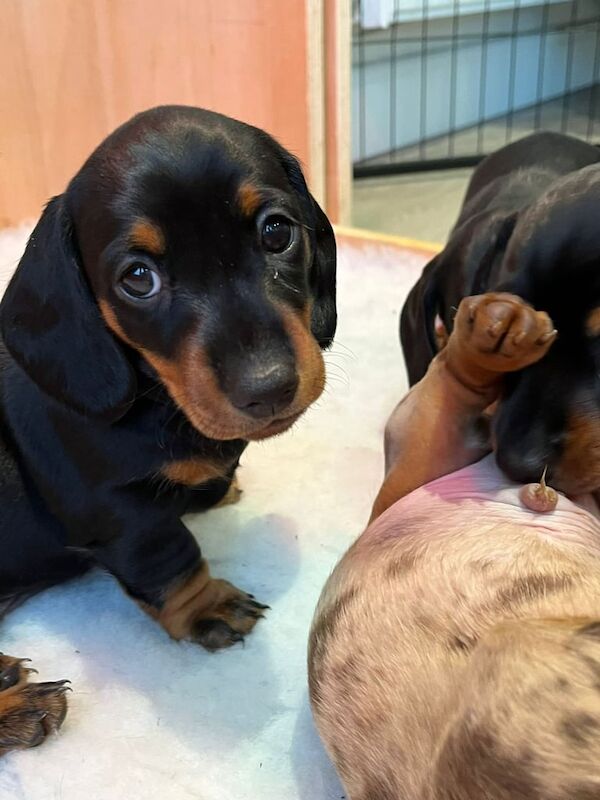 Gorgeous Miniature dachshund pups. KC registered for sale in Cowbridge, Somerset - Image 2