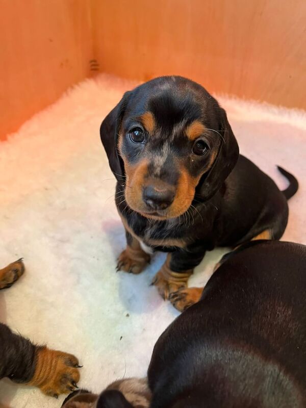 Gorgeous Miniature dachshund pups. KC registered for sale in Cowbridge, Somerset - Image 3