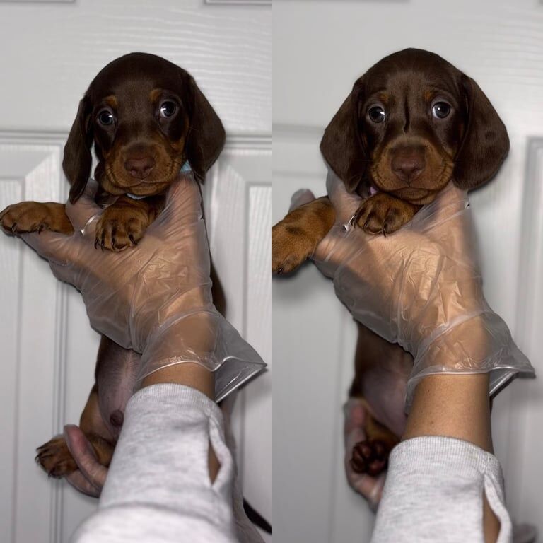 Gorgeous Miniature Dachshunds (smooth haired) for sale in Ferryhill, Durham