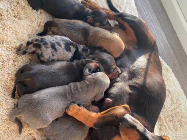 Gorgeous miniature dashund puppies for sale in Glasgow, Glasgow City