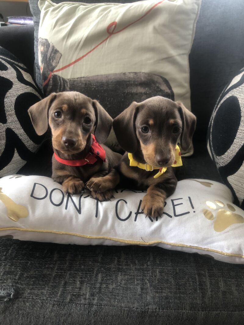 Gorgeous msh dachshund girls for sale in Llandysul, Ceredigion