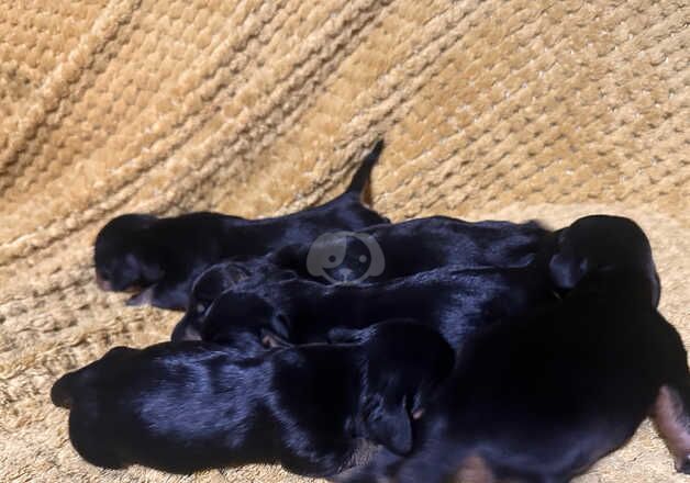 Gorgeous puppies. for sale in Rhayader/Rhaeadr Gwy, Powys - Image 4