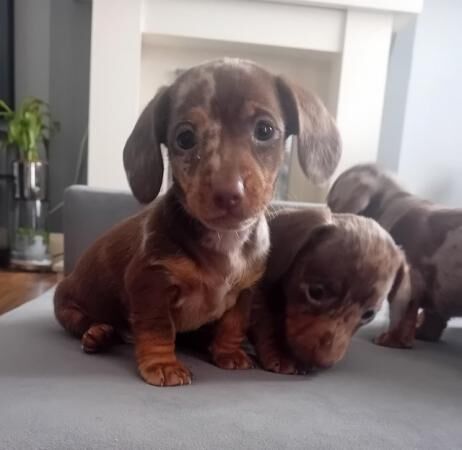 Gorgeous rare colour miniature Dachshund puppies for sale in Orpington, Bromley, Greater London