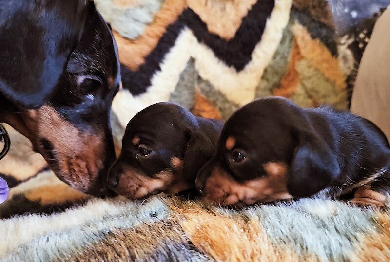 Health Tested Black/Tan Miniature Dachshund Litter for sale in Kirkby-in-Ashfield, Nottinghamshire