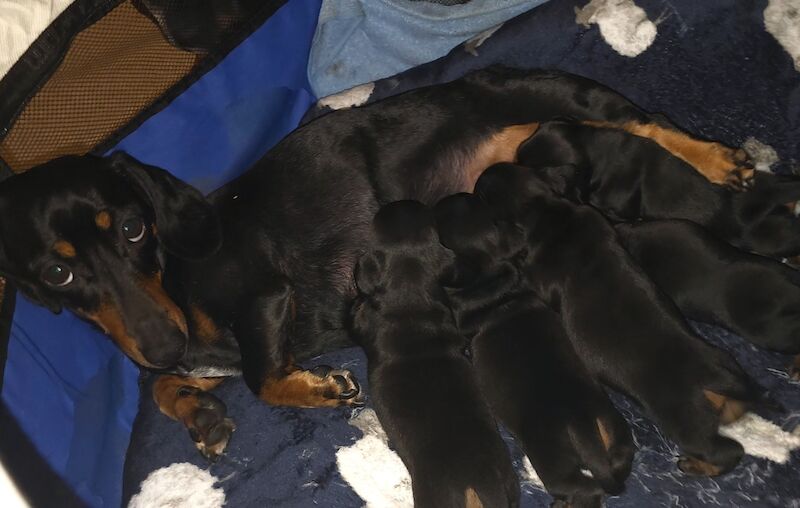 Health Tested Black/Tan Miniature Dachshund Litter for sale in Kirkby-in-Ashfield, Nottinghamshire - Image 2