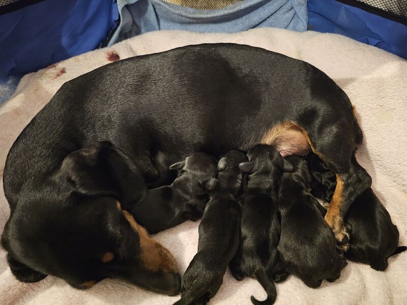 Health Tested Black/Tan Miniature Dachshund Litter for sale in Kirkby-in-Ashfield, Nottinghamshire - Image 3