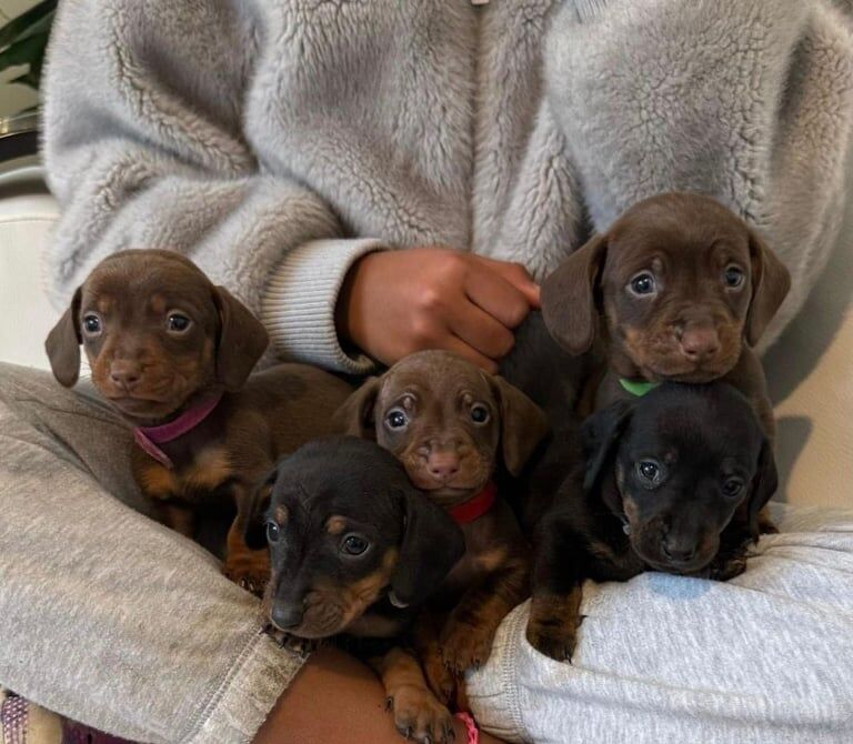 Healthy&Beautiful Litter Miniature Dachshunds for sale in Worcester, Worcestershire