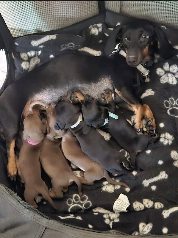 Healthy&Beautiful Litter Miniature Dachshunds for sale in Worcester, Worcestershire - Image 2