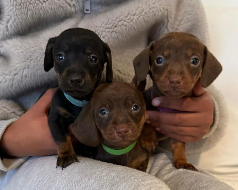 Healthy&Beautiful Litter Miniature Dachshunds for sale in Worcester, Worcestershire - Image 3