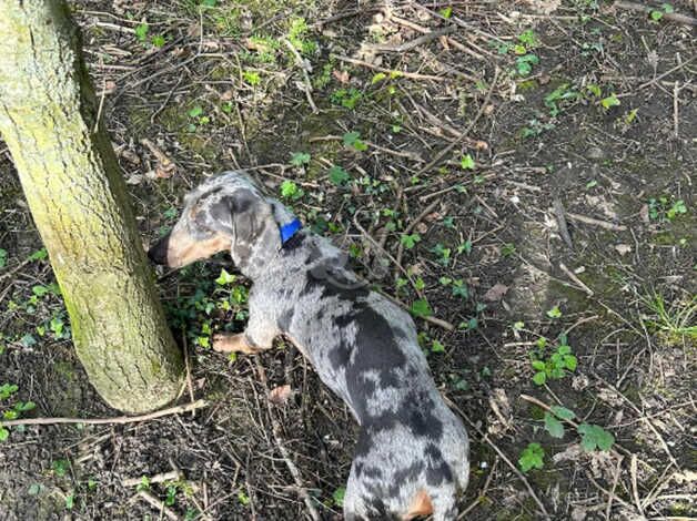 Henry silver dapple dach for sale in Middlesbrough, North Yorkshire