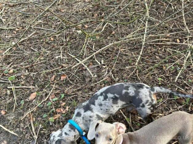 Dachshunds for sale in Middlesbrough, North Yorkshire