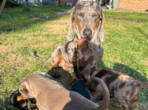 Dachshund Puppies for sale in North Yorkshire