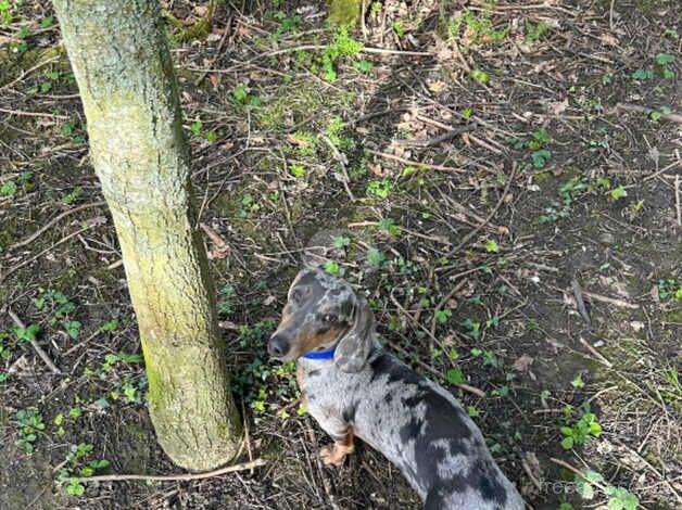 Dachshund Puppies for sale