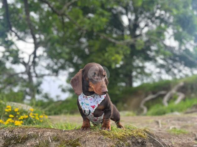 Henry the Dachshund for sale in Penrith, Cumbria