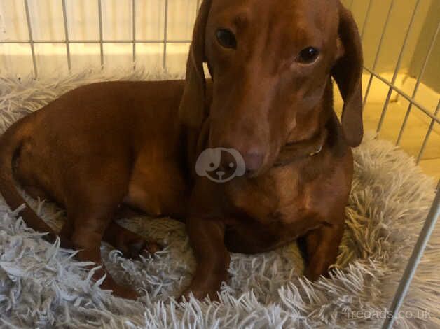 Hi seling beoutiful female dachshund for sale in Grays, Essex