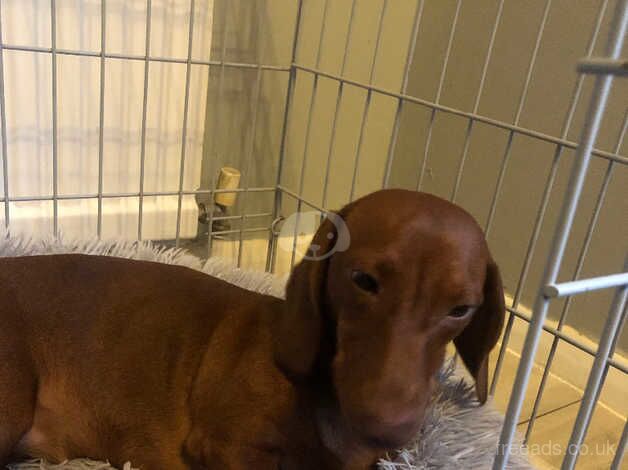 Hi seling beoutiful female dachshund for sale in Grays, Essex - Image 2