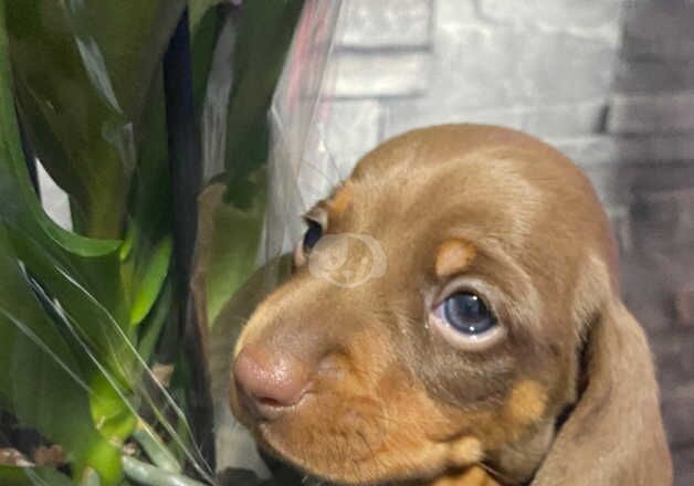 High Quality Miniature Dachshunds for sale in Cardiff/Caerdydd, Cardiff