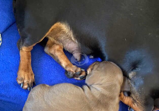 High Quality Miniature Dachshunds for sale in Cardiff/Caerdydd, Cardiff - Image 3