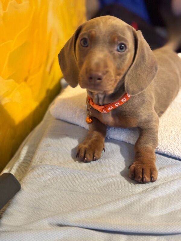 Isabella and tan dachshund puppies 