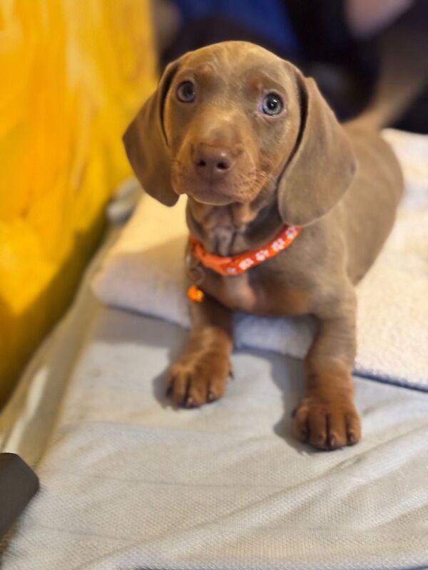 Isabella and tan dachshund puppies for sale in Kenilworth, Warwickshire - Image 2