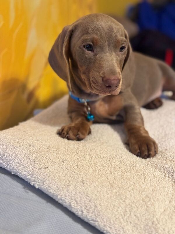 Isabella and tan dachshund puppies for sale in Kenilworth, Warwickshire - Image 3