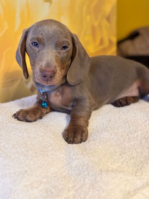 Isabella and tan dachshund puppies for sale in Kenilworth, Warwickshire - Image 4