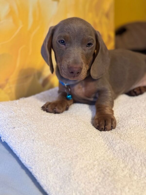 Isabella and tan dachshund puppies for sale in Kenilworth, Warwickshire - Image 5