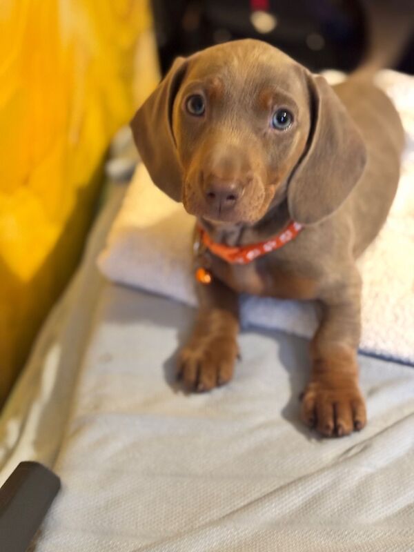 Isabella and tan dachshund puppies for sale in Kenilworth, Warwickshire