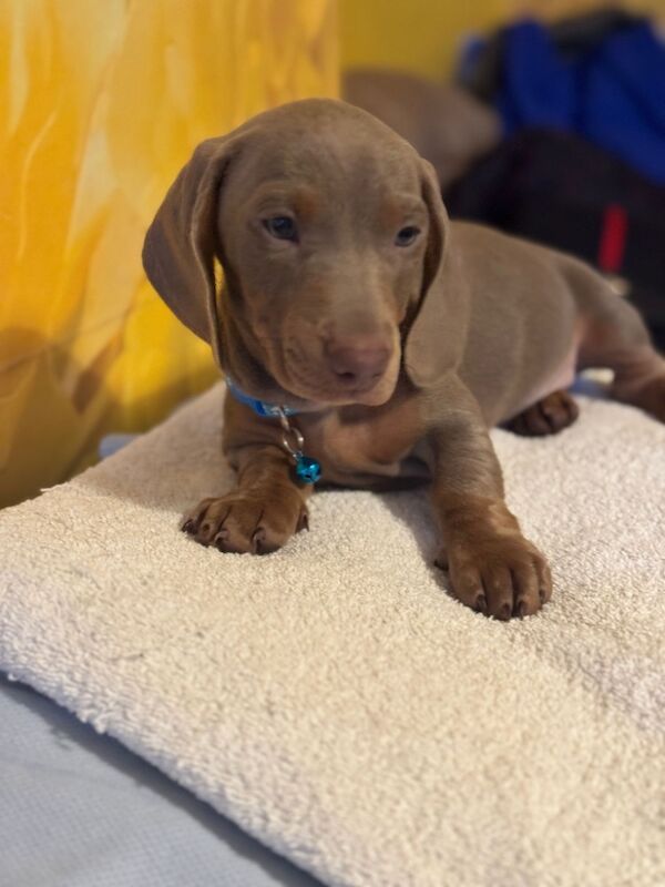 Isabella and tan dachshund puppies for sale in Kenilworth, Warwickshire - Image 7