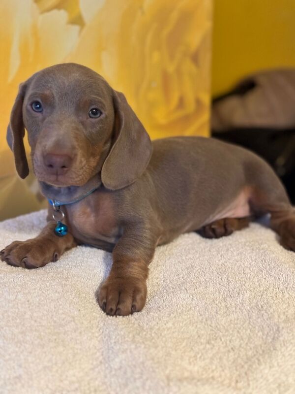 Isabella and tan dachshund puppies for sale in Kenilworth, Warwickshire - Image 8