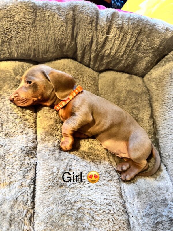 Isabella and tan dachshund puppies for sale in Kenilworth, Warwickshire - Image 9